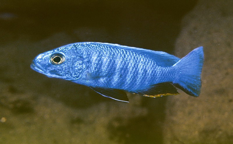 Sciaenochromis fryeri 'Mbenji Island'